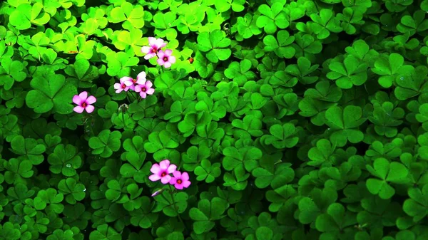 Zelené Jetelové Listy Zahradě — Stock fotografie