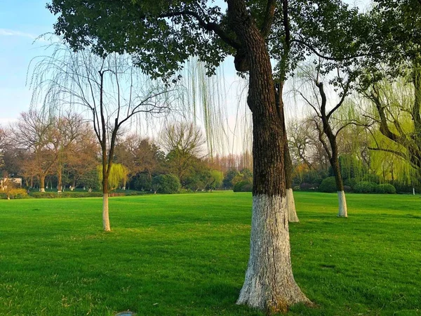 Grønne Trær Parken – stockfoto