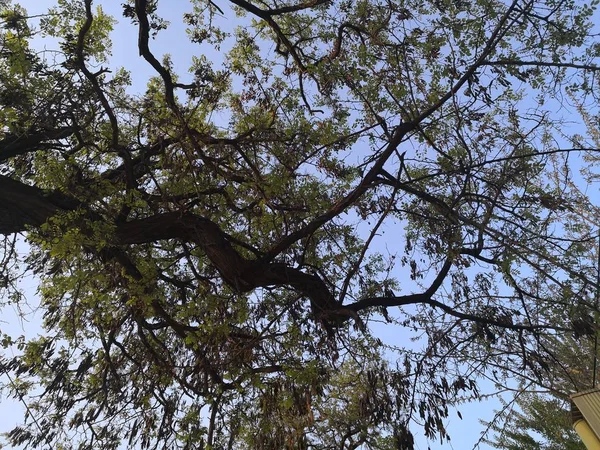 Ramas Árboles Flora Naturaleza Medio Ambiente — Foto de Stock