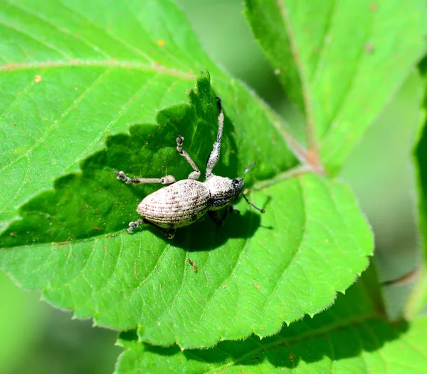 Petit Insecte Insecte Dans Nature — Photo