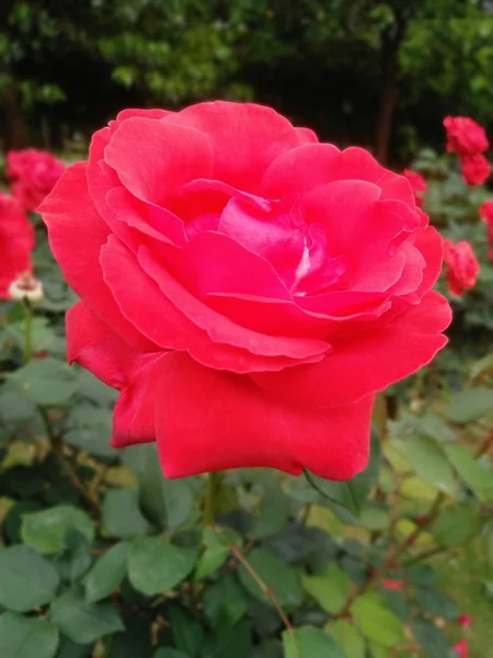 Rosa Roja Jardín — Foto de Stock