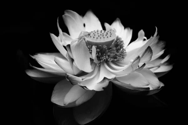 white lotus flower on black background