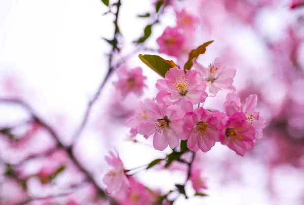 Rózsaszín Sakura Virágok Tavasszal — Stock Fotó