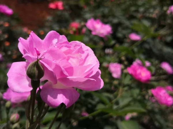 Flores Rosadas Jardín — Foto de Stock