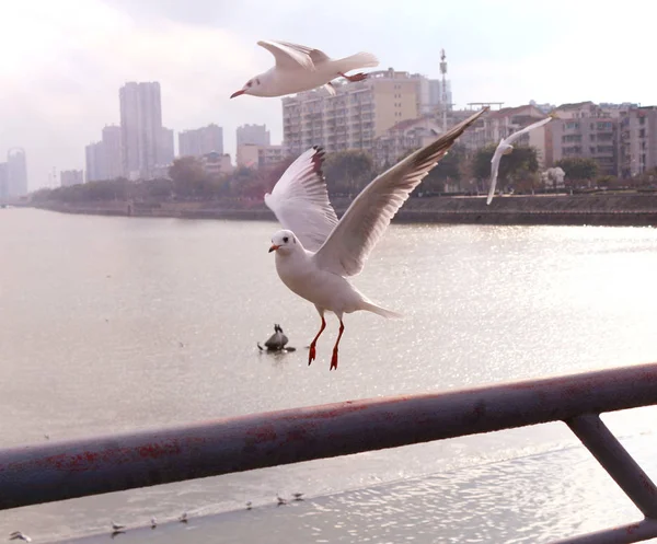 seagull on the sea in the city