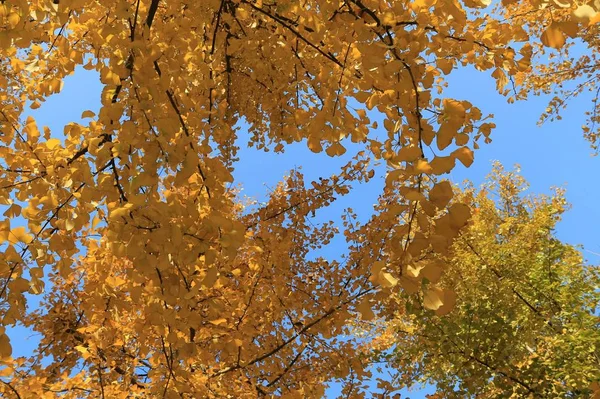 Temporada Otoño Hojas Otoño Parque — Foto de Stock