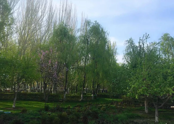 Hermosos Árboles Verdes Parque — Foto de Stock