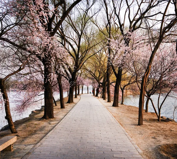 Sakura Florecen Primavera — Foto de Stock