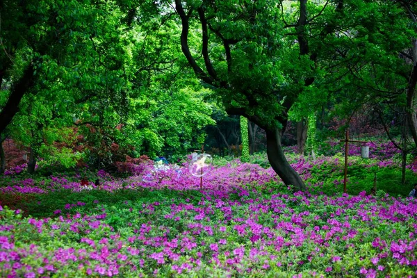 Blick Auf Frühlingsblumen — Stockfoto