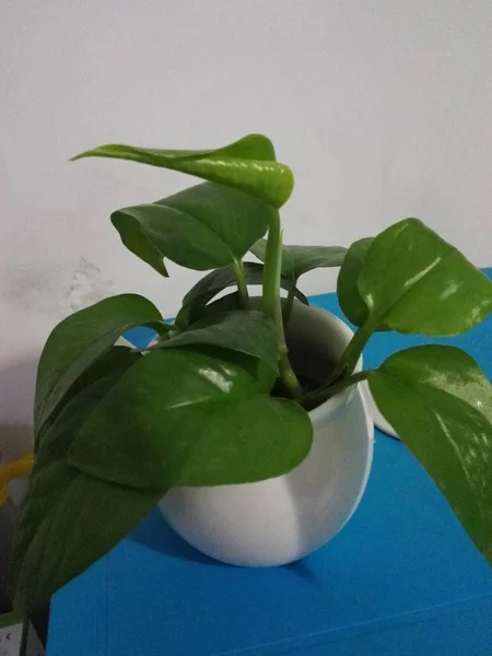 Planta Verde Pote Follaje Verde Hojas Vegetales — Foto de Stock