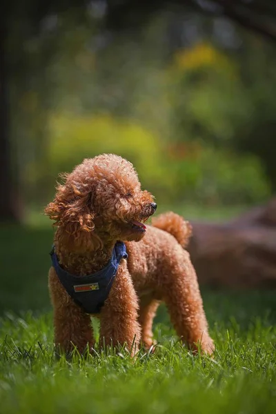 Lindo Perro Parque — Foto de Stock