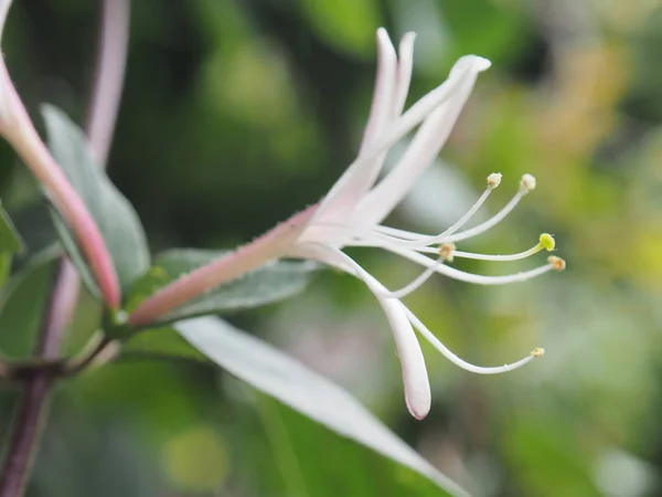 Planta Verde Jardín — Foto de Stock