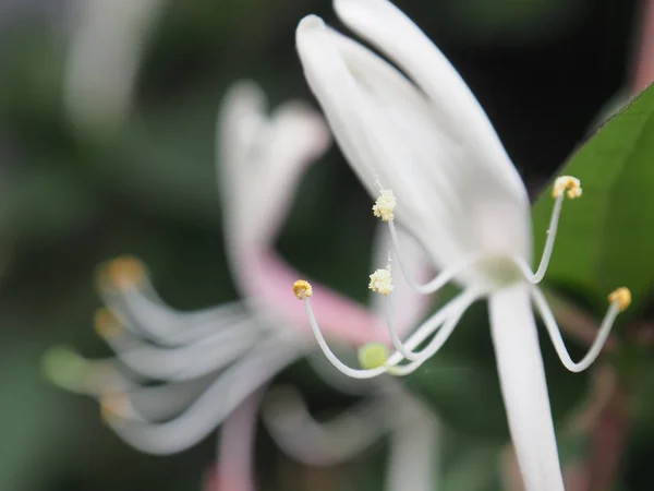 Hermosas Flores Tiernas Que Florecen Aire Libre — Foto de Stock