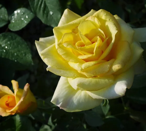 Rosa Amarilla Jardín — Foto de Stock