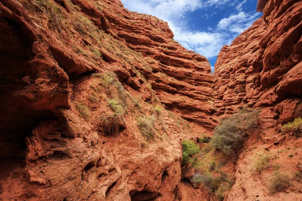 Rote Schlucht Tal Des Zion Nationalparks Utah — Stockfoto