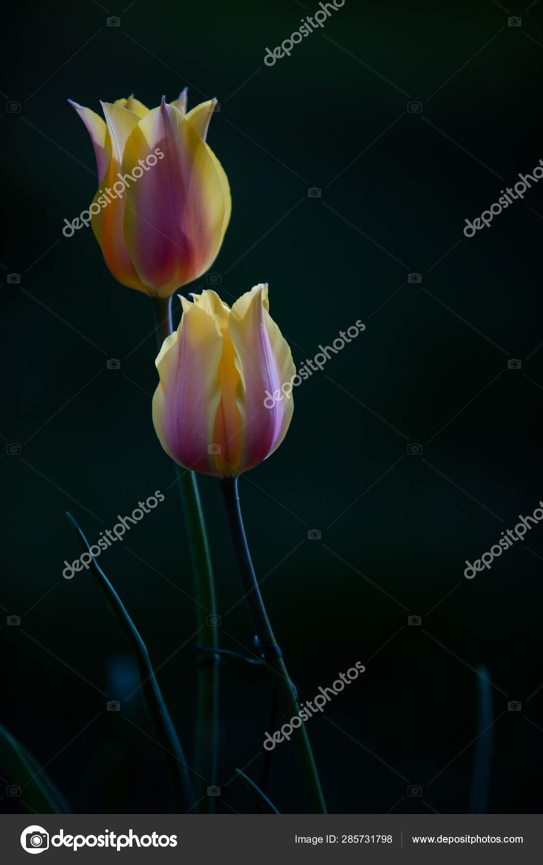 Tulip Flower Black Background Stock Photo C Imaginechina Tuchong 285731798