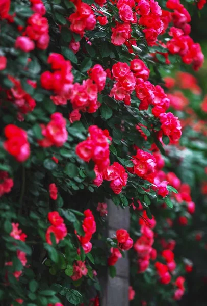 Flores Rojas Jardín — Foto de Stock