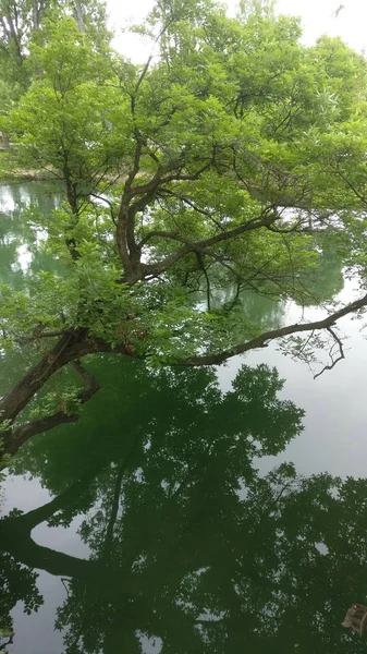 Árboles Verdes Parque — Foto de Stock