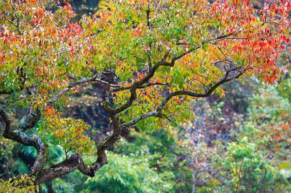 Increíbles Hojas Coloridas Otoñales Estacionales Follaje Fondo Naturaleza — Foto de Stock