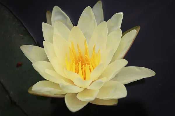 view of lotus flower in black