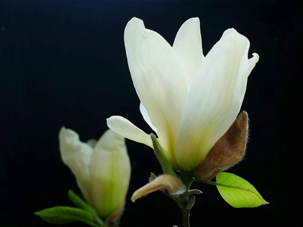 Flores Blancas Flora Floreciendo — Foto de Stock