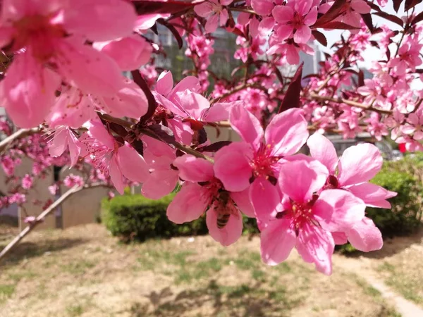 Pink spring flowers on tree branch