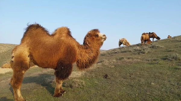 Camello Las Montañas — Foto de Stock