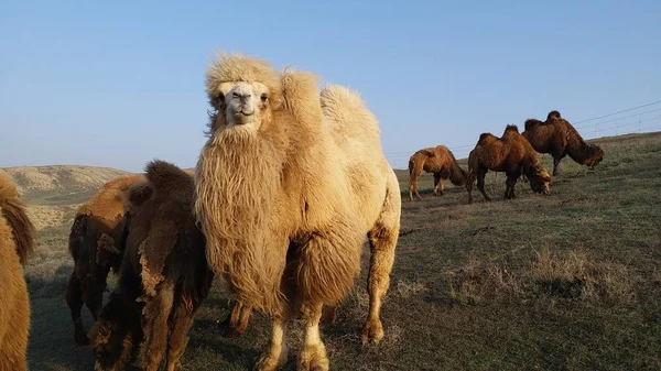 Camellos Desierto — Foto de Stock