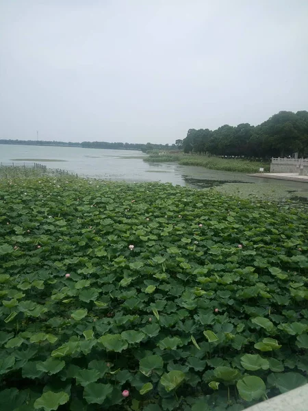 Paisaje Lago Con Pequeño Árbol — Foto de Stock