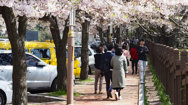 Sakura Kyoto Japón — Foto de Stock