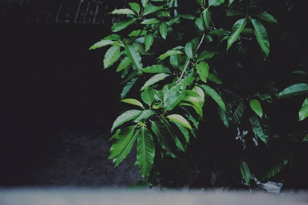 stock image plant foliage, green leaves, flora in nature 