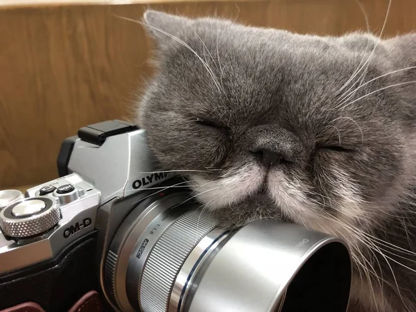 cat with camera on the table