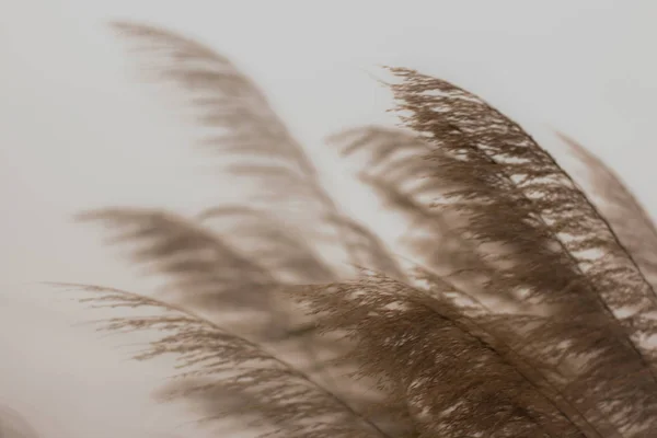 feather of bird feathers on a gray background