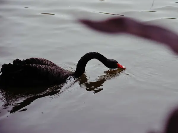 Lago Naturaleza Paisaje Fondo —  Fotos de Stock