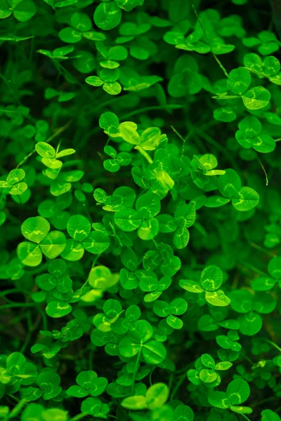Krásné Zelené Listy Pozadí — Stock fotografie