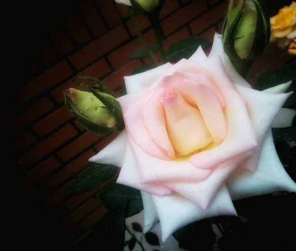 rose flowers on a black background