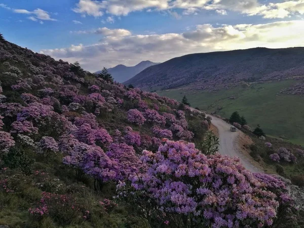 purple rhododendron flowers in the mountains