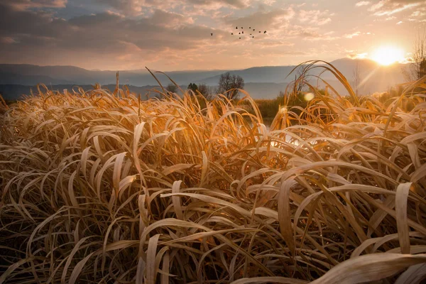 View Beautiful Sunset — Stock Photo, Image