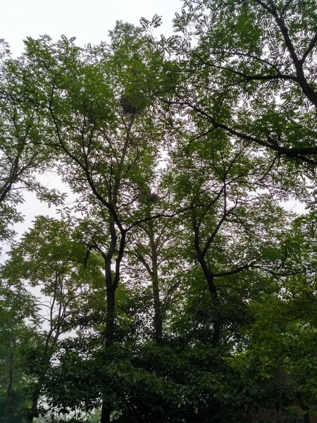 Árboles Bosque — Foto de Stock