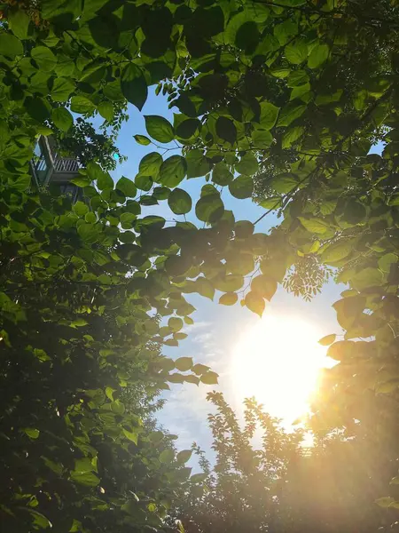 Hermoso Paisaje Verano Con Árboles Sol — Foto de Stock