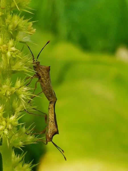 Primer Plano Del Insecto Enfoque Selectivo — Foto de Stock