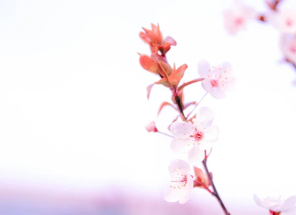 Blooming Sakura Tree Spring Garden — Stock Photo, Image