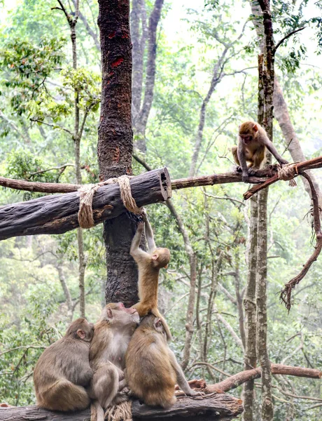 Mono Mono Animal Árboles Naturaleza — Foto de Stock