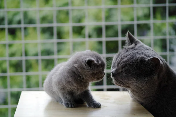 Retrato Gato Lindo — Foto de Stock