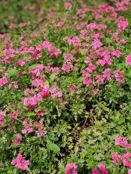 Růžové Květy Zahradě — Stock fotografie