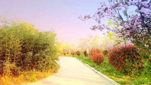 Camino Vacío Bosque — Foto de Stock