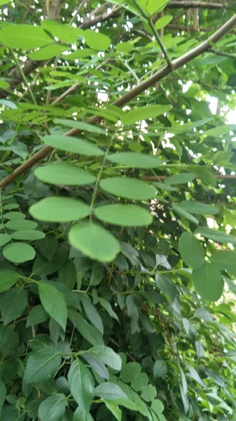 Follaje Vegetal Hojas Verdes Flora — Foto de Stock