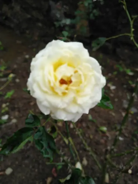 Rosa Blanca Jardín — Foto de Stock