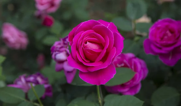 Primer Plano Hermosas Flores Rosas Flor — Foto de Stock