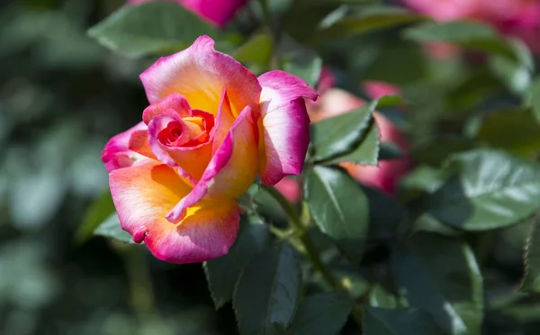 Beautiful Floral Shot Bloom Wallpaper — Stock Photo, Image